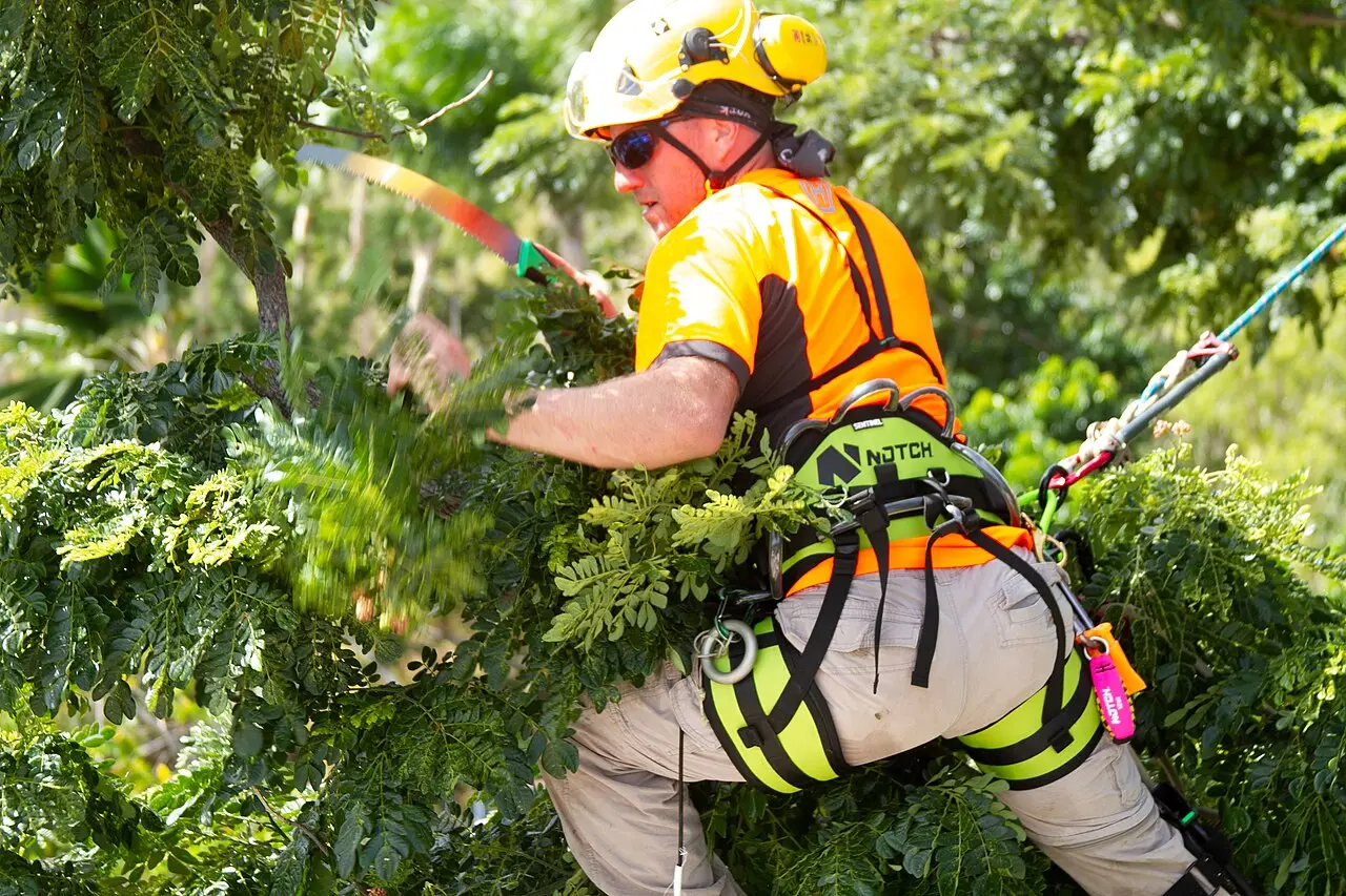 Élagueur taillant un arbre en hauteur
