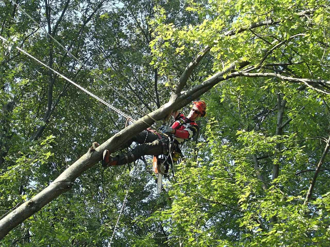 Élagage d'un arbre par un grimpeur